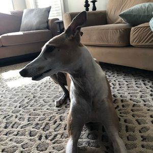 Meet your Posher, Rebecca